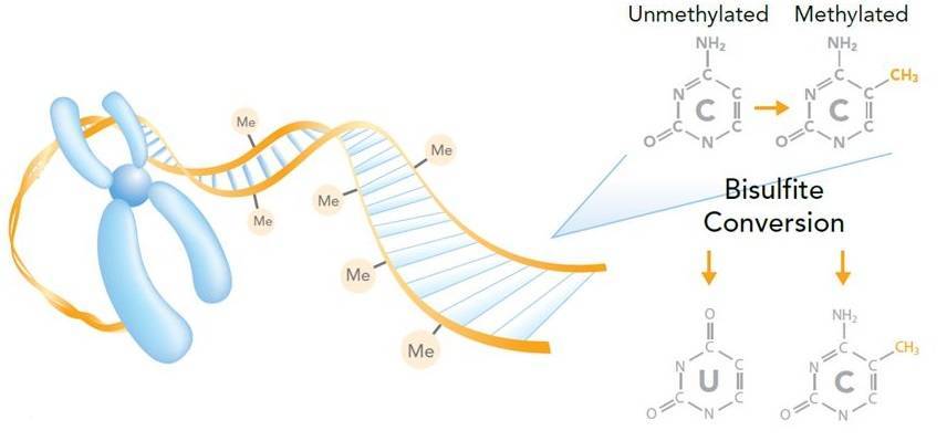 An Introduction to Reduced Representation Bisulfite Sequencing (RRBS)