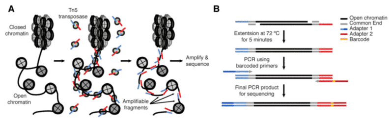 Le principe de base de l'ATAC-Seq