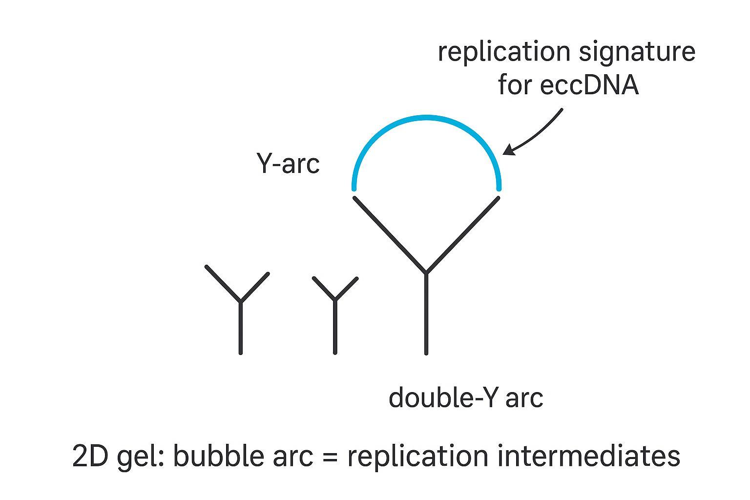 Educational schematic of 2D gel arcs highlighting bubble arc replication signature.