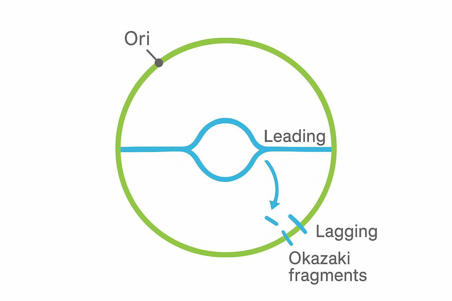 Self-drawn theta replication fork schematic on a circular eccDNA with origin and strand labels.