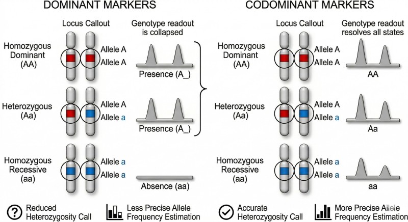 Dominant assays compress heterozygous and homozygous states, whereas codominant markers preserve genotype resolution for allele-frequency analysis, heterozygosity estimation, and population structure.